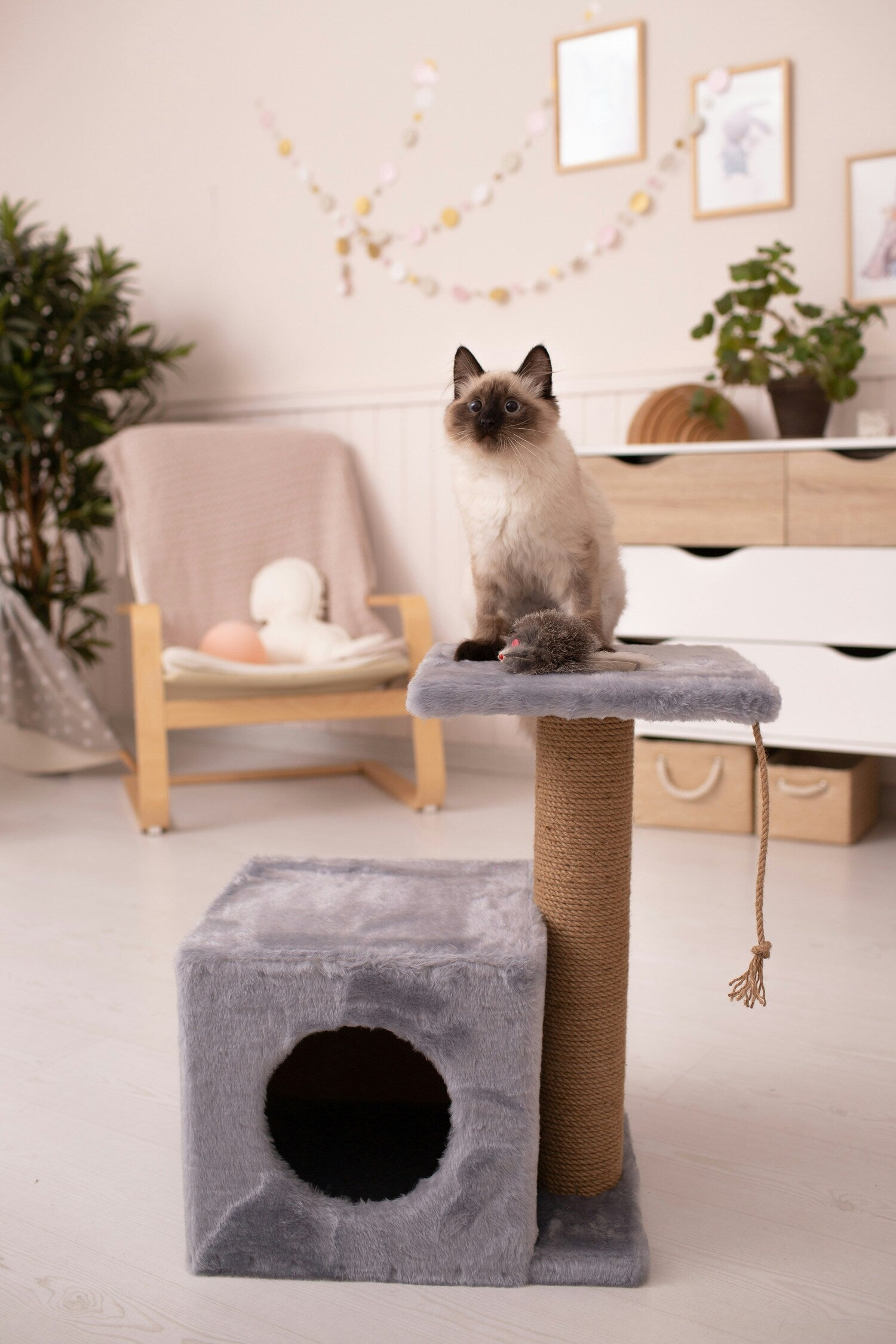 Chic Cats